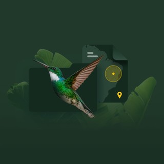 humming bird